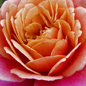 Web trgovina ruža - floribunda-grandiflora ruža  - ružičasta - narančasta - Rosa  Distant Drums - intenzivan miris ruže - Dr. Griffith J. Buck - -